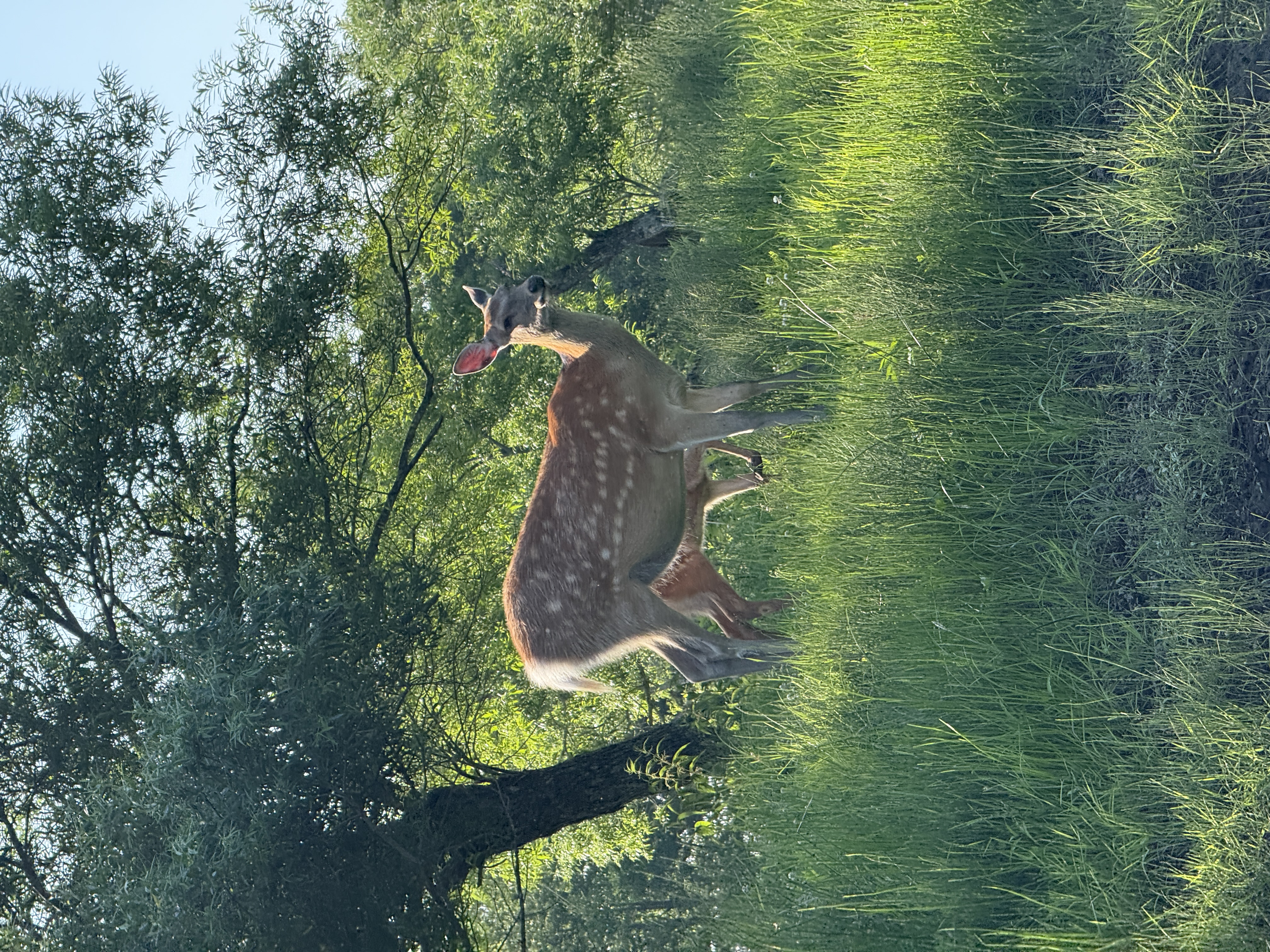 アレキナイ川往復コースの景色